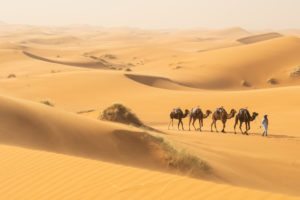 Camel trip, Northern Sahara, Morocco Camel trip, Northern Sahara, Morocco